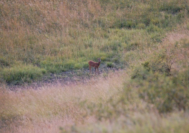 Il Capriolo