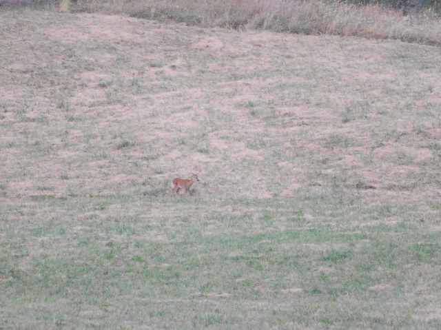 Il Capriolo