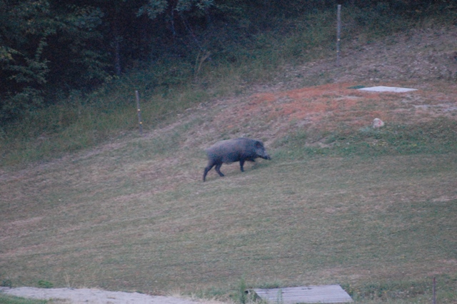 cinghiale