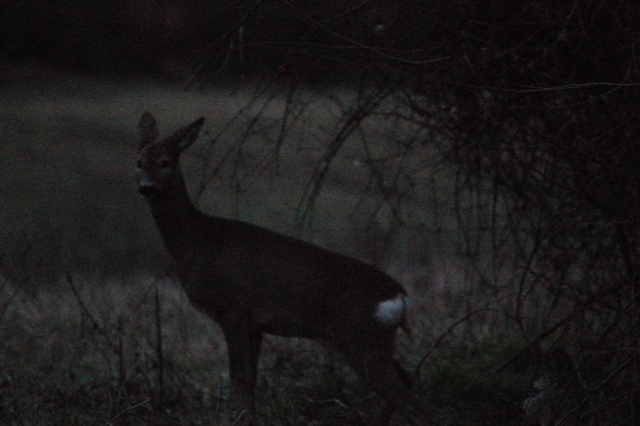 Il Capriolo