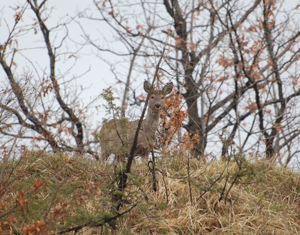 Il Capriolo