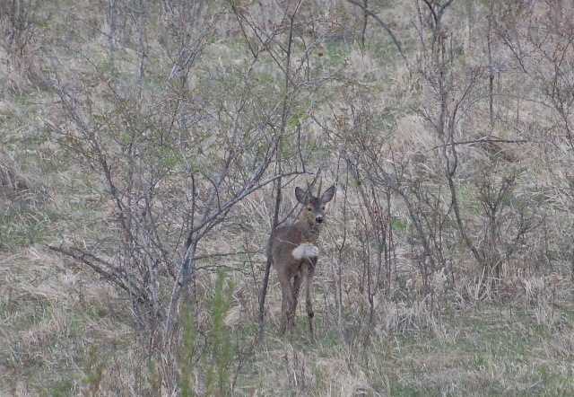 Il Capriolo