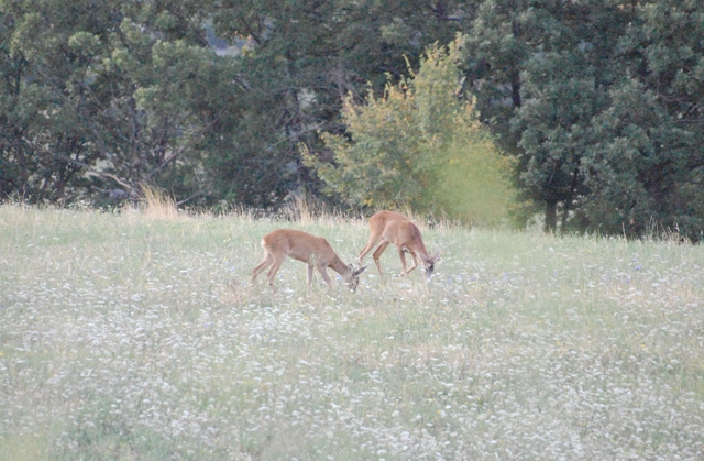 Il Capriolo