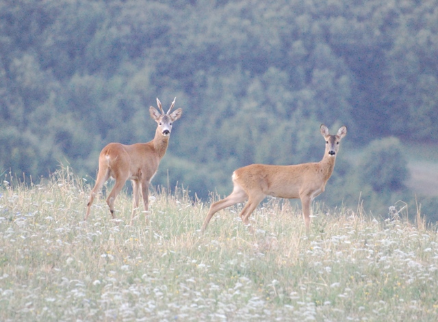 Il Capriolo