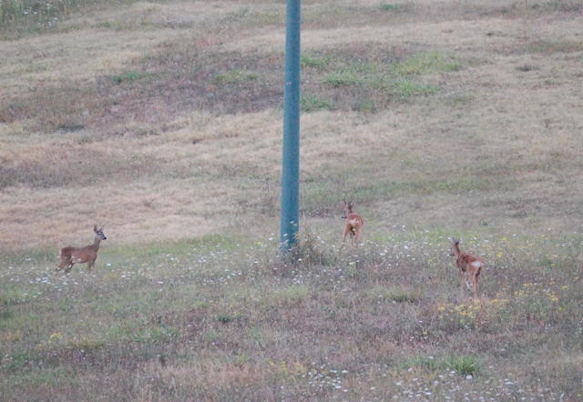 Il Capriolo