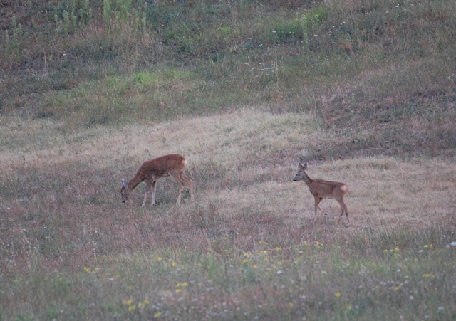 Il Capriolo