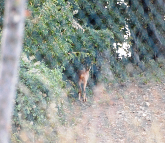 Il Capriolo