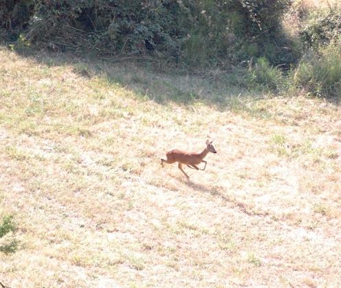 Il Capriolo