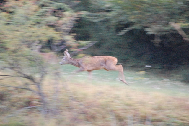 Il Capriolo