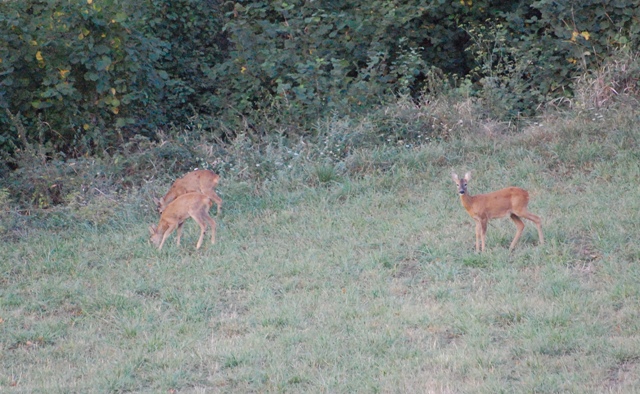 Il Capriolo