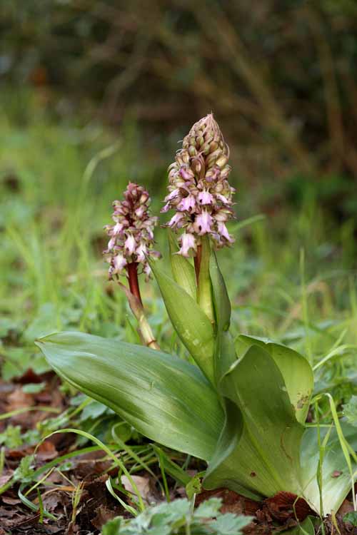 Barlia robertiana dalla Toscana