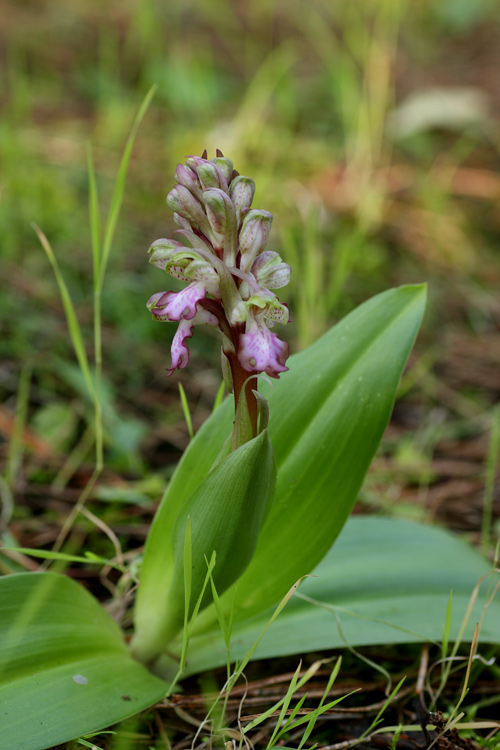 Barlia robertiana dalla Toscana