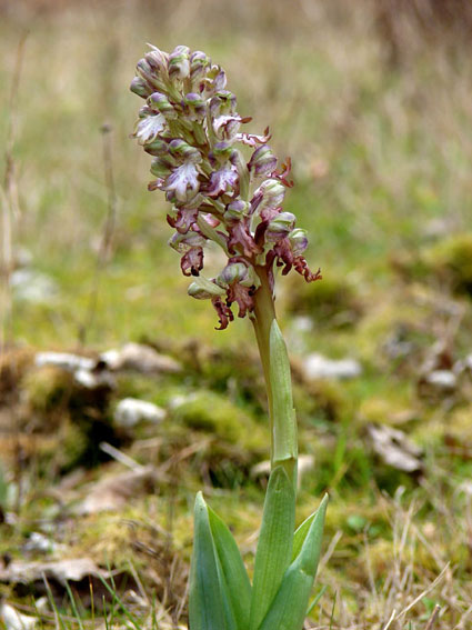 Barlia robertiana in Valdelsa