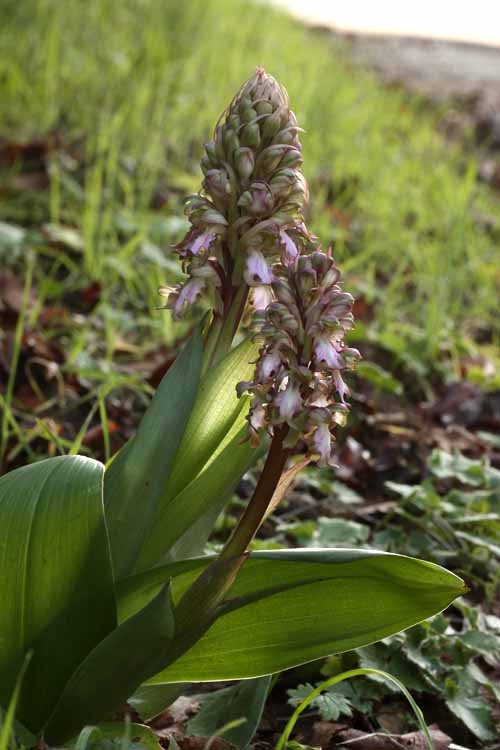 Barlia robertiana dalla Toscana