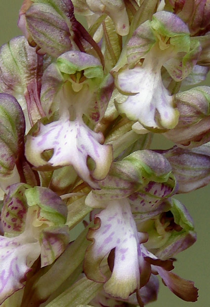 Barlia robertiana in Valdelsa