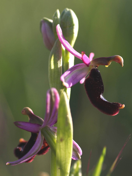 Ophrys bertolonii