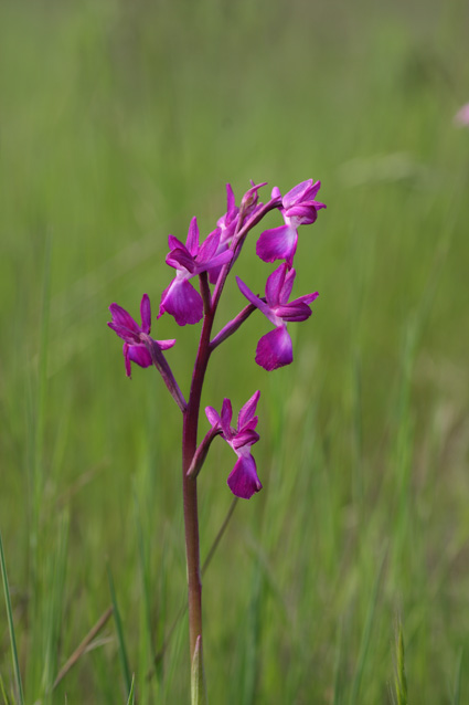 Orchidee dal lago di Sibolla