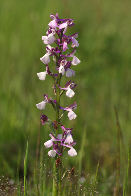 Orchidee dal lago di Sibolla