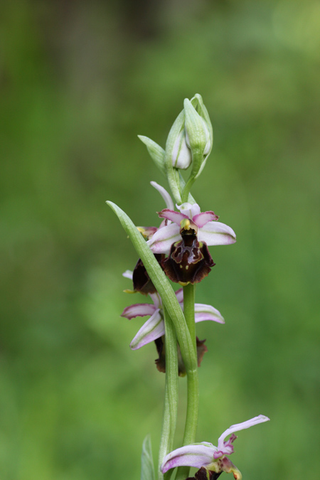 Ophrys da identificare