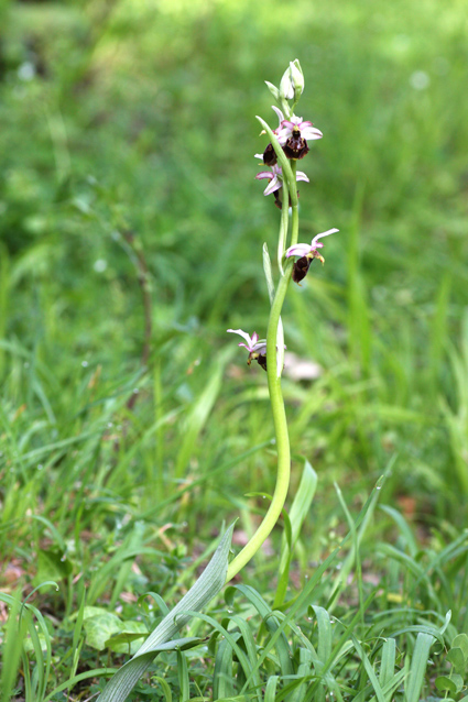 Ophrys da identificare