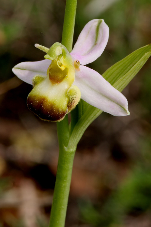 Ophrys apifera var. bicolor