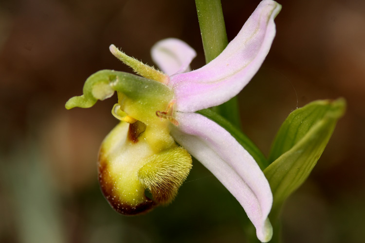 Ophrys apifera var. bicolor