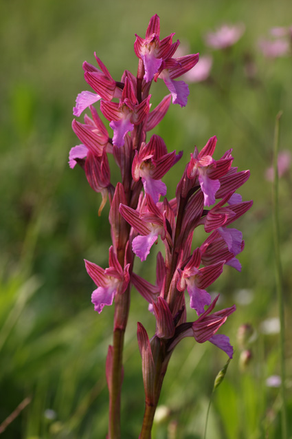 Orchidee dal lago di Sibolla