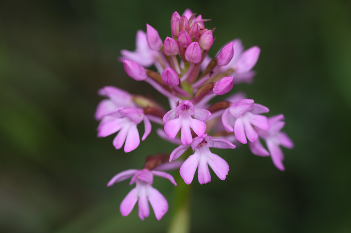 Fioriture inaspettate