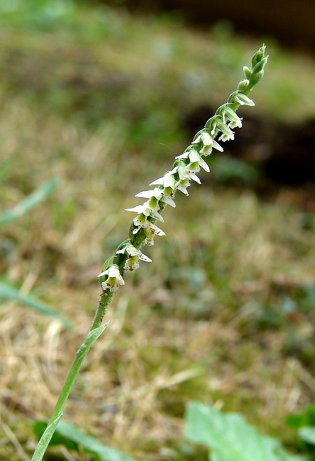 Spiranthes spiralis in Toscana