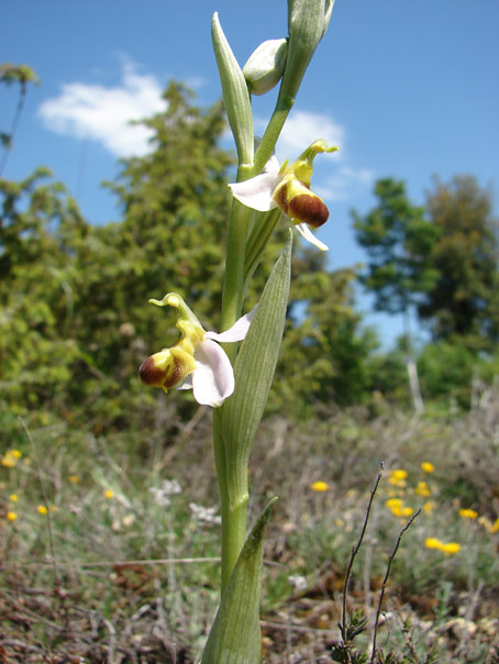 Ophrys apifera var. bicolor