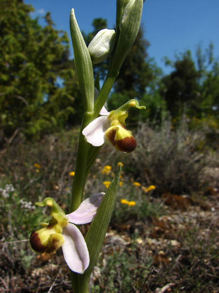 Ophrys apifera var. bicolor