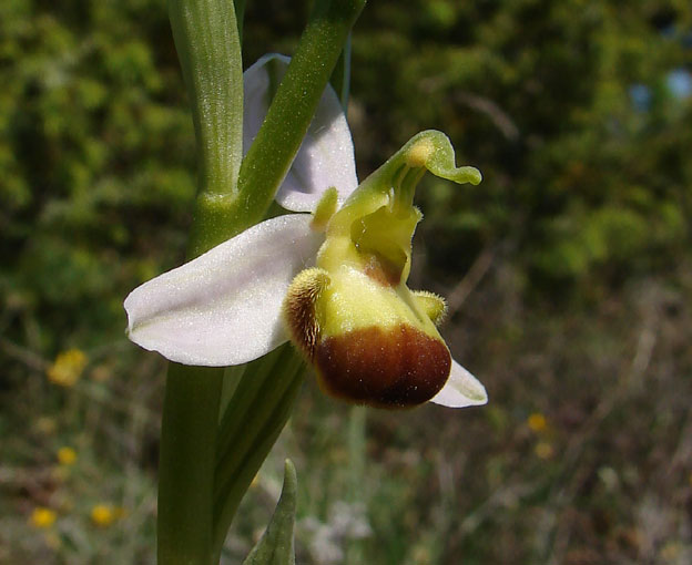 Ophrys apifera var. bicolor