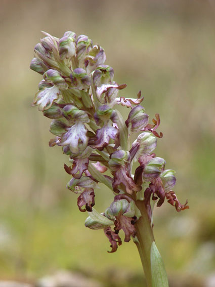 Barlia robertiana in Valdelsa