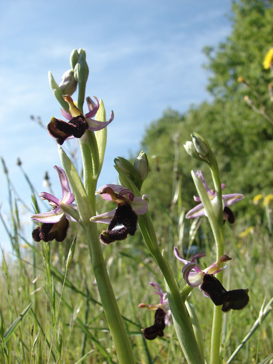 Orchidee del Valdarno Empolese