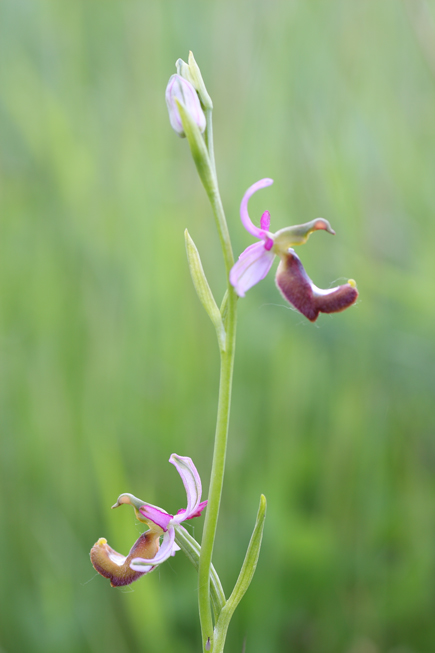 Ipocromia di Ophrys bertolonii?