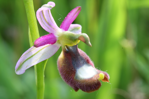 Ipocromia di Ophrys bertolonii?