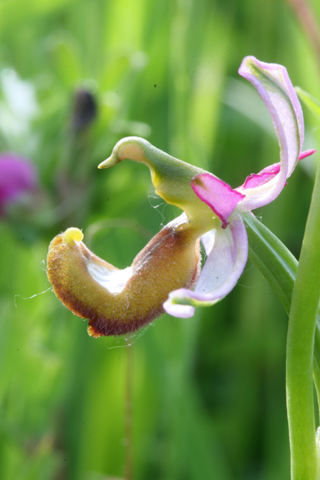 Ipocromia di Ophrys bertolonii?