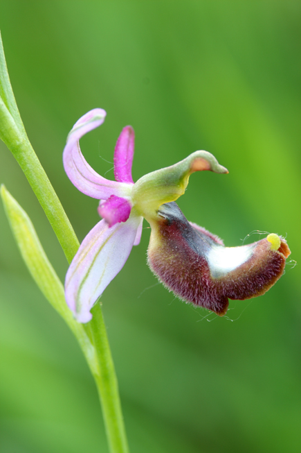 Ipocromia di Ophrys bertolonii?