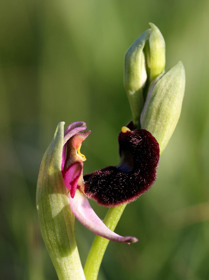 Ophrys bertolonii