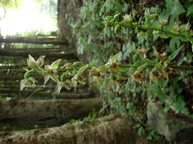 Epipogium aphyllum