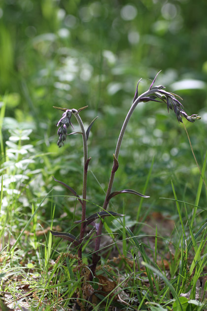 Epipactis microphylla: stelo e gemme