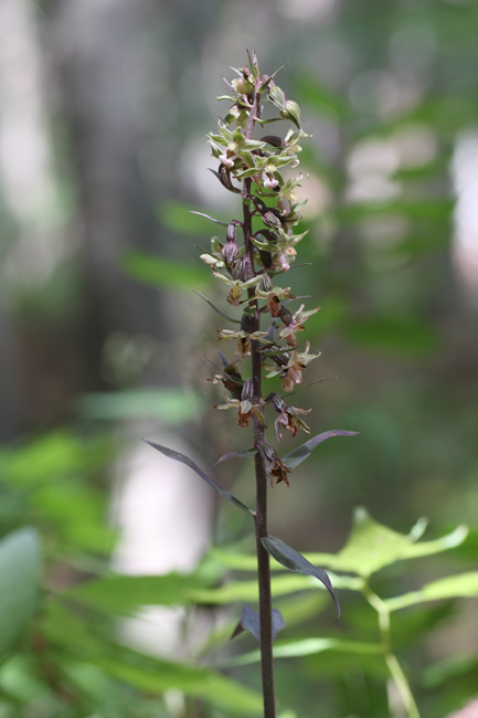 Epipactis purpurata