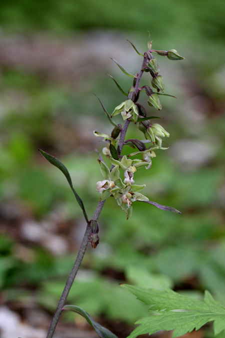 Epipactis purpurata