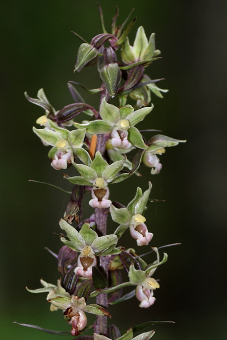 Epipactis purpurata