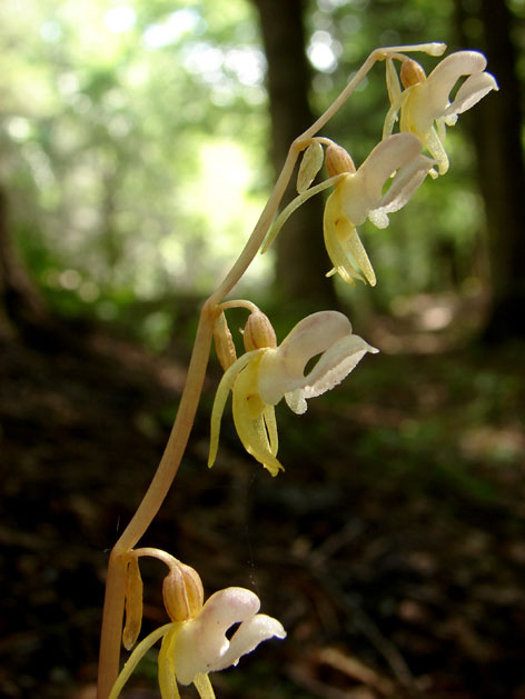 Epipogium aphyllum