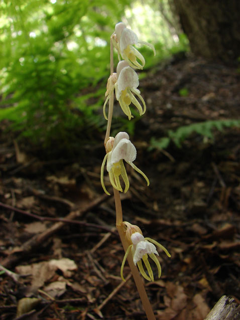 Epipogium aphyllum