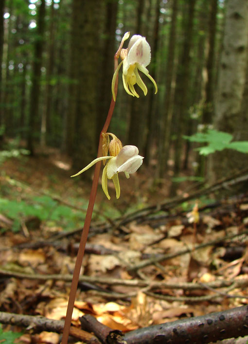 Epipogium aphyllum