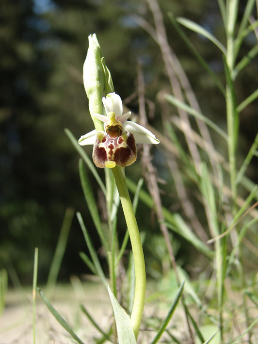 Orchidee del Valdarno Empolese