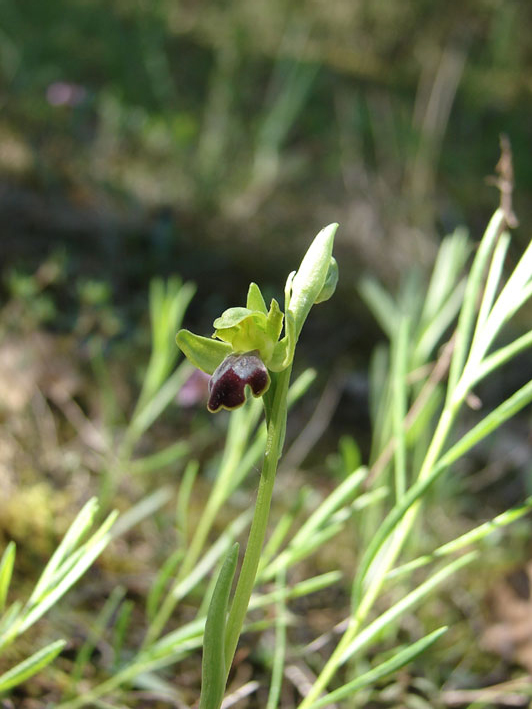 Orchidee del Valdarno Empolese