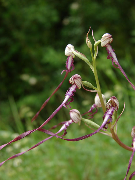 Himantoglossum adriaticum